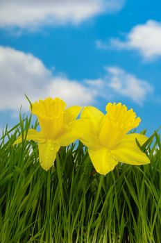 Daffodils with water drops in green grass with a blue and cloudy sky.