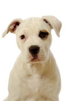 Puppy dog on a clean white background