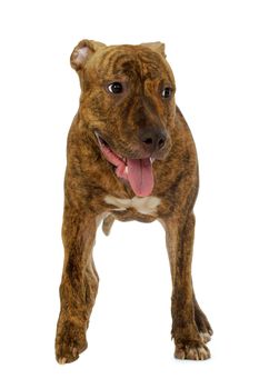 Staffordshire terrier dog on a clean white background
