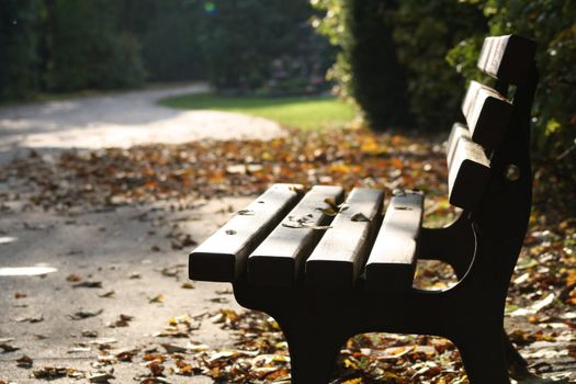 Bench in the park on a sunny day