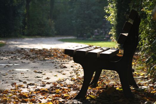 Bench in the park on a sunny day