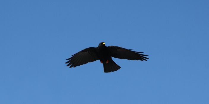 A black crow flies at the blue sky