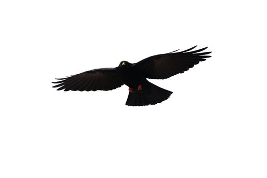 A black crow on white background free