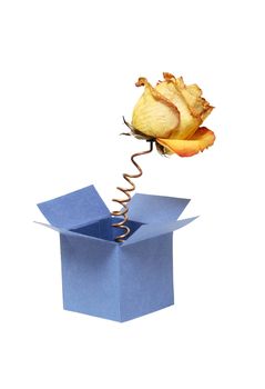 Rose head jump out from box with metal spring. Isolated on white with clipping path