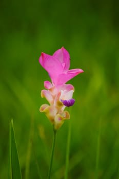 siam tulip flower