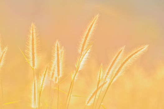 grass flower and sunlight