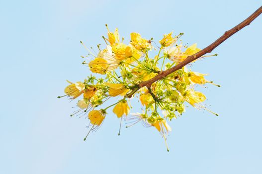 a beautiful of yellow flower