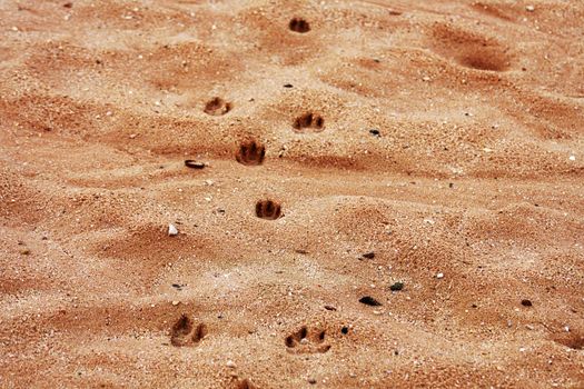 Footprints of animals on the beach