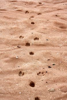 Footprints of animals on the beach