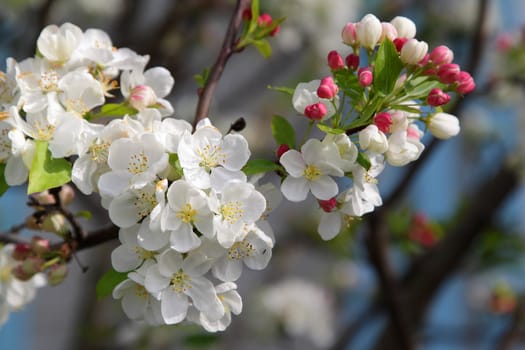 A branch of white blooming tree in spring