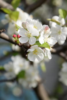 Branch of white blooming tree in spring