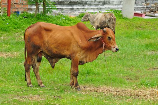 brown cow on green field
