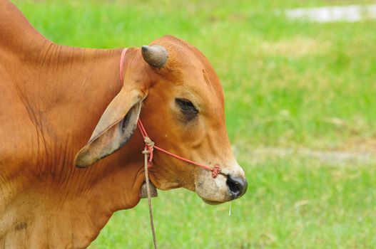 brown cow on green field
