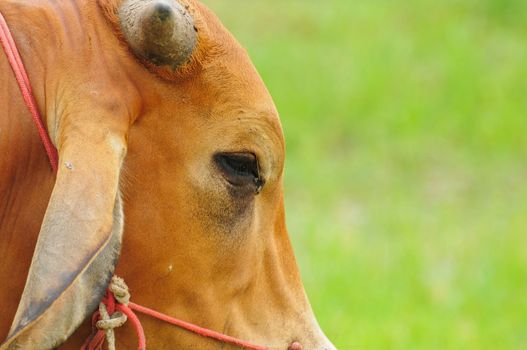 brown cow on green field
