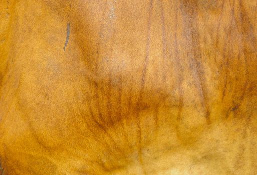 texture skin of brown cow
