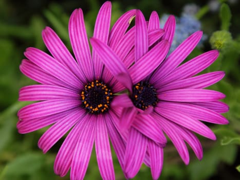 Two purple daisies grown togather in the garden