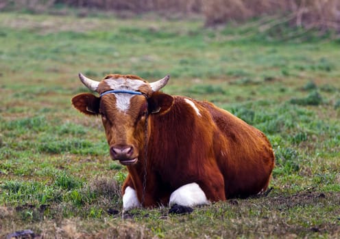 bull on grass