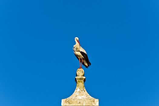 stork on the roof