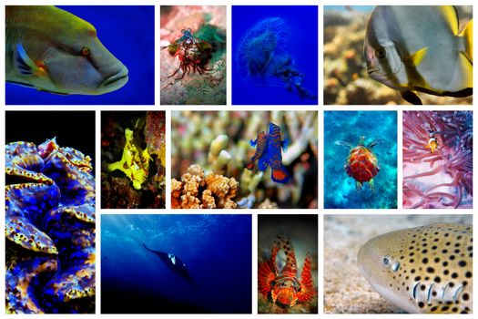 Collage of the colorful underwater life in Asia