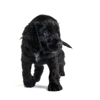 portrait of a  purebred puppy english cocker in a studio