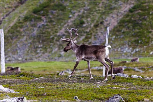 Reindeer graze on the tundra, Norway