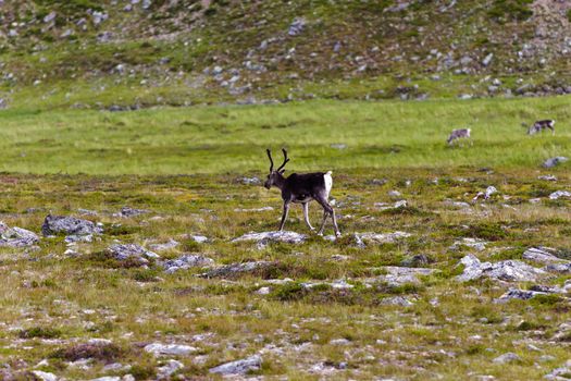 Reindeer graze on the tundra, Norway