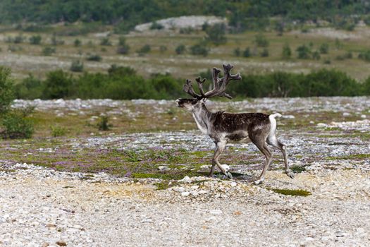 Reindeer running on the tundra, Norway