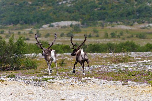two reindeer running on the tundra, Norway