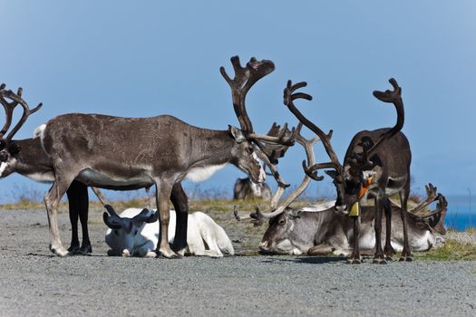 group reindeer a rest, Norway