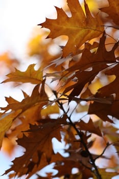 Beautiful colorful fall foliage in autumn