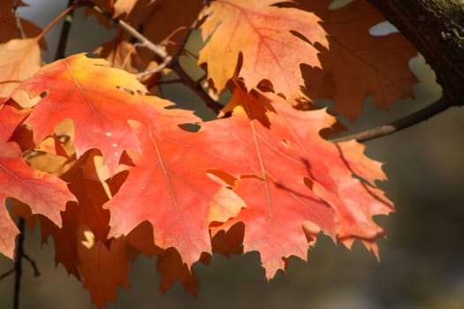 Beautiful colorful fall foliage in autumn