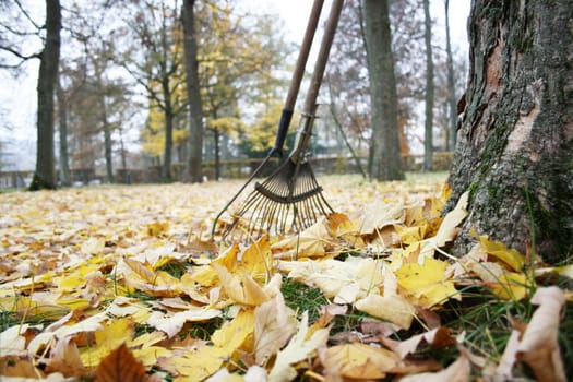 Beautiful colorful fall foliage in autumn