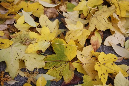 Beautiful colorful fall foliage in autumn