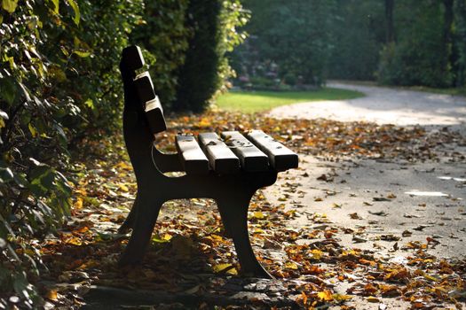 Bench in the park on sunny day