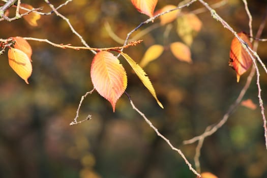 Beautiful colorful fall foliage in autumn