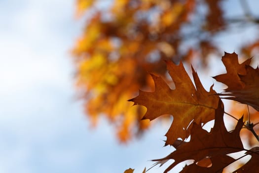 Beautiful colorful fall foliage in autumn