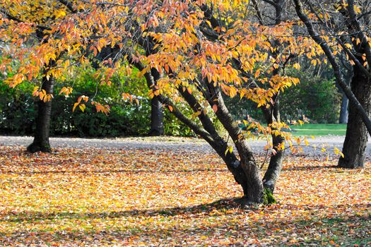 Beautiful colorful fall foliage in autumn