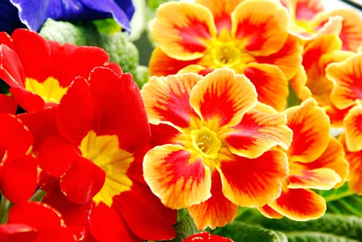 blooming spring bright red primrose flowers background
