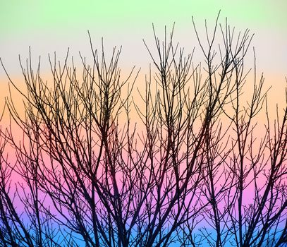 black tree branch abstract background against colorful sky