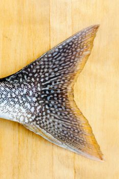 Tail fin of freshly caught Lake Trout (Salvelinus namaycush) on neutral background
