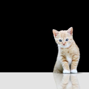 Playful cat lying in wait for prey