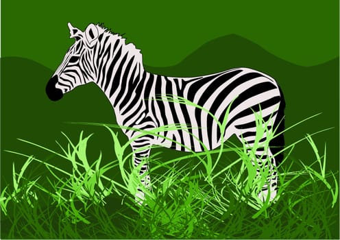 Zebra