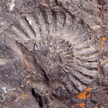 Ammonite fossil in dark rock surface.