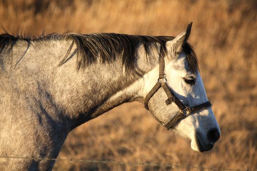 Gray horse in summer pasture