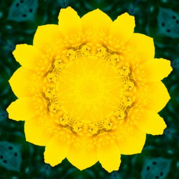 Kaleidoscopic altered image of marsh marigold (caltha palustris), buttercup, resembling a mandala