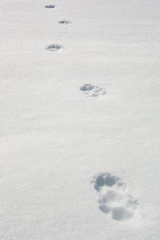 Recent tracks of a wolf in surface of wind packed sow