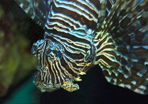 Close up of a lionfish looking into the camera