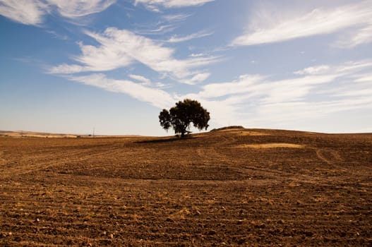 A lonely beyota tree in the middle of the Dehesa in Extremadura, Spain.