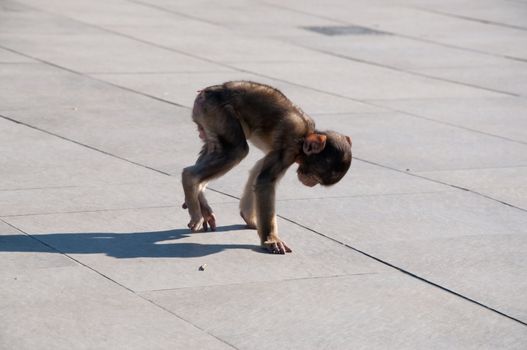 Backlit baby monkey casting long shadow sitting on wooden planking.