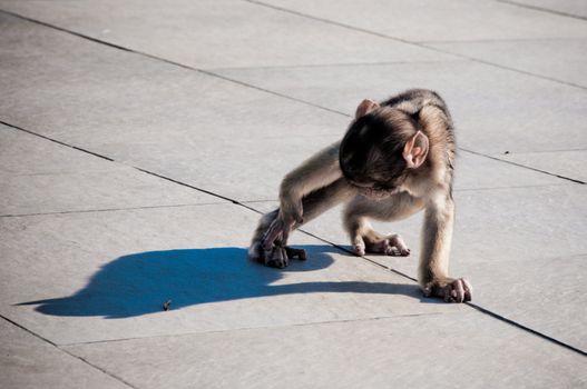 Backlit baby monkey casting long shadow sitting on wooden planking.